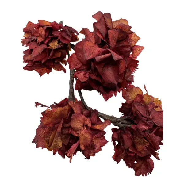 Ramillete Cañada Hortensias Preservadas Burdeos y Flor Suelta